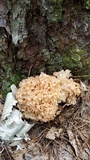Sparassis americana image