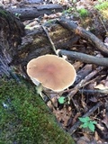 Psathyrella delineata image
