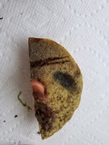 Boletus pallidoroseus image
