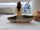 Boletus pallidoroseus image