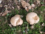Boletus pallidoroseus image