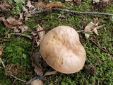 Boletus pallidoroseus image