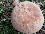 Boletus pallidoroseus image