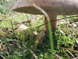 Boletus pallidoroseus image