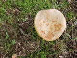 Boletus pallidoroseus image