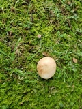 Boletus pallidoroseus image