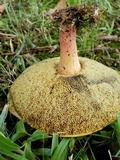 Boletus pallidoroseus image