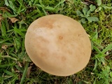 Boletus pallidoroseus image