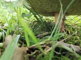 Boletus pallidoroseus image