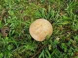 Boletus pallidoroseus image