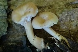 Lentinellus subaustralis image