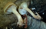 Lentinellus subaustralis image