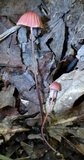 Marasmius pulcherripes image