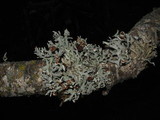 Hypogymnia imshaugii image