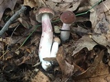 Tylopilus plumbeoviolaceus image