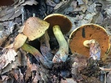 Boletus vermiculosoides image