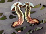 Boletus vermiculosoides image