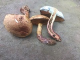 Boletus vermiculosoides image