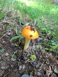 Amanita parcivolvata image