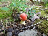Amanita parcivolvata image