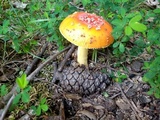 Amanita parcivolvata image
