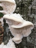 Sarcodontia pachyodon image