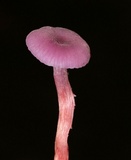 Laccaria amethystina image