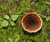 Coltricia cinnamomea image
