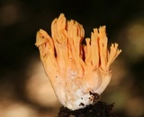 Ramaria formosa image