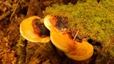 Fomitopsis mounceae image