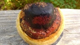 Fomitopsis mounceae image