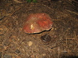 Boletus rex-veris image