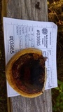 Fomitopsis mounceae image
