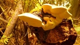 Fomitopsis mounceae image