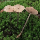 Entoloma conicum image