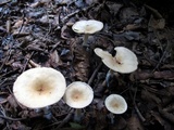 Clitocybe gibba image