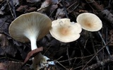 Clitocybe gibba image