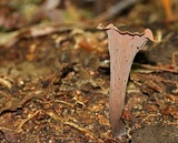 Craterellus fallax image