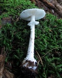 Amanita abrupta image
