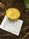 Suillus americanus image