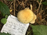 Suillus americanus image