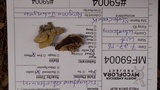 Trichaptum abietinum image