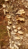 Trichaptum abietinum image