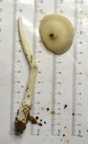 Amanita sect. Vaginatae image