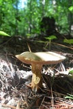 Boletus durhamensis image