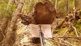 Echinodontium tinctorium image