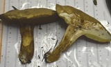 Boletus durhamensis image