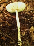 Amanita sect. Vaginatae image