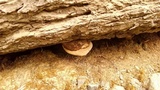 Fomitopsis ochracea image