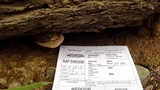 Fomitopsis ochracea image